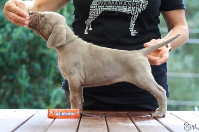 Bella Luna Weimdream - červená ♀
