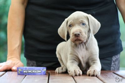 Blue Weimdream - fialová ♀