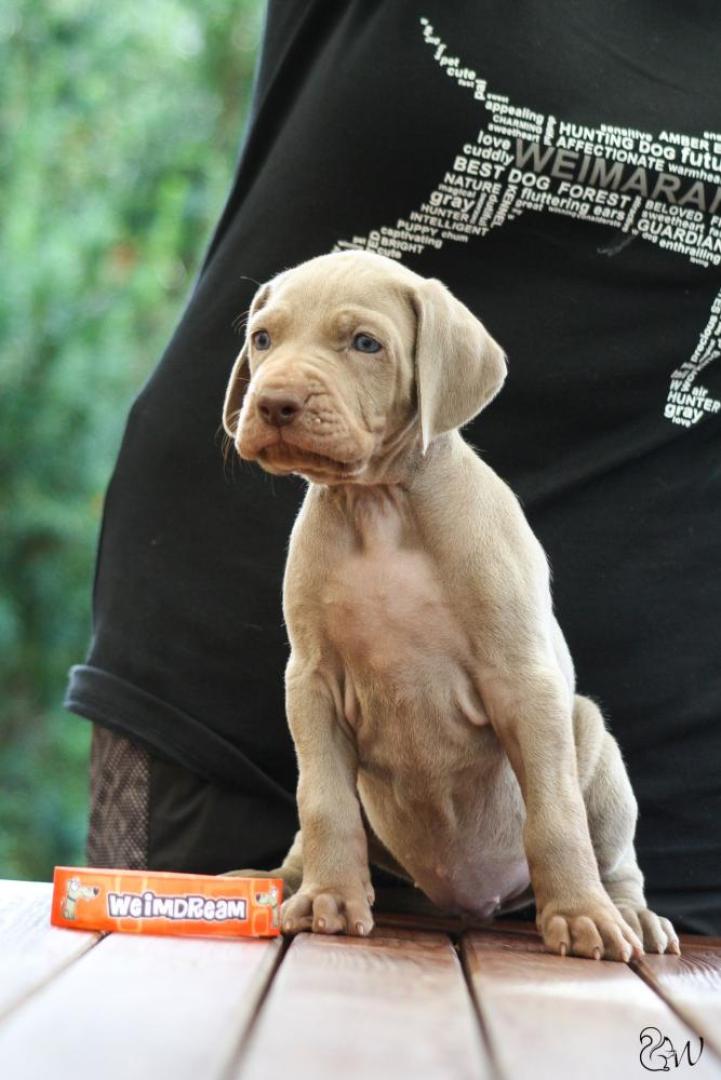 Bella Luna Weimdream - červená ♀
